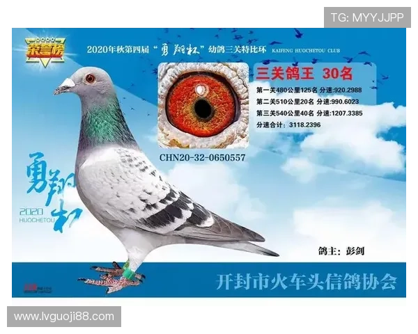 包头信鸽协会2024春季特比环大赛全程高清直播 包头信鸽协会2024春季特比环大赛全程高清直播
